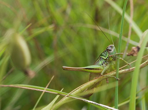 Metrioptera roeselii